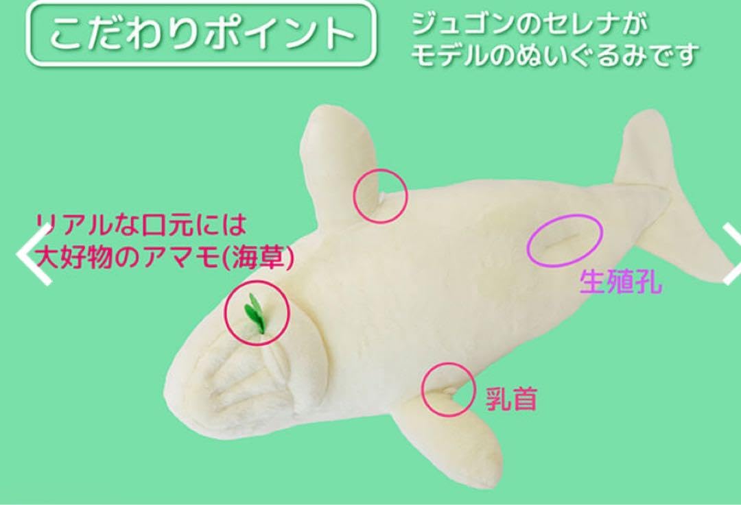 鳥羽水族館　70周年記念　ジュゴン　セレナ　ぬいぐるみ Amazon.co.jp: 鳥羽水族館70周年記念ジュゴン セレナ ぬいぐるみ