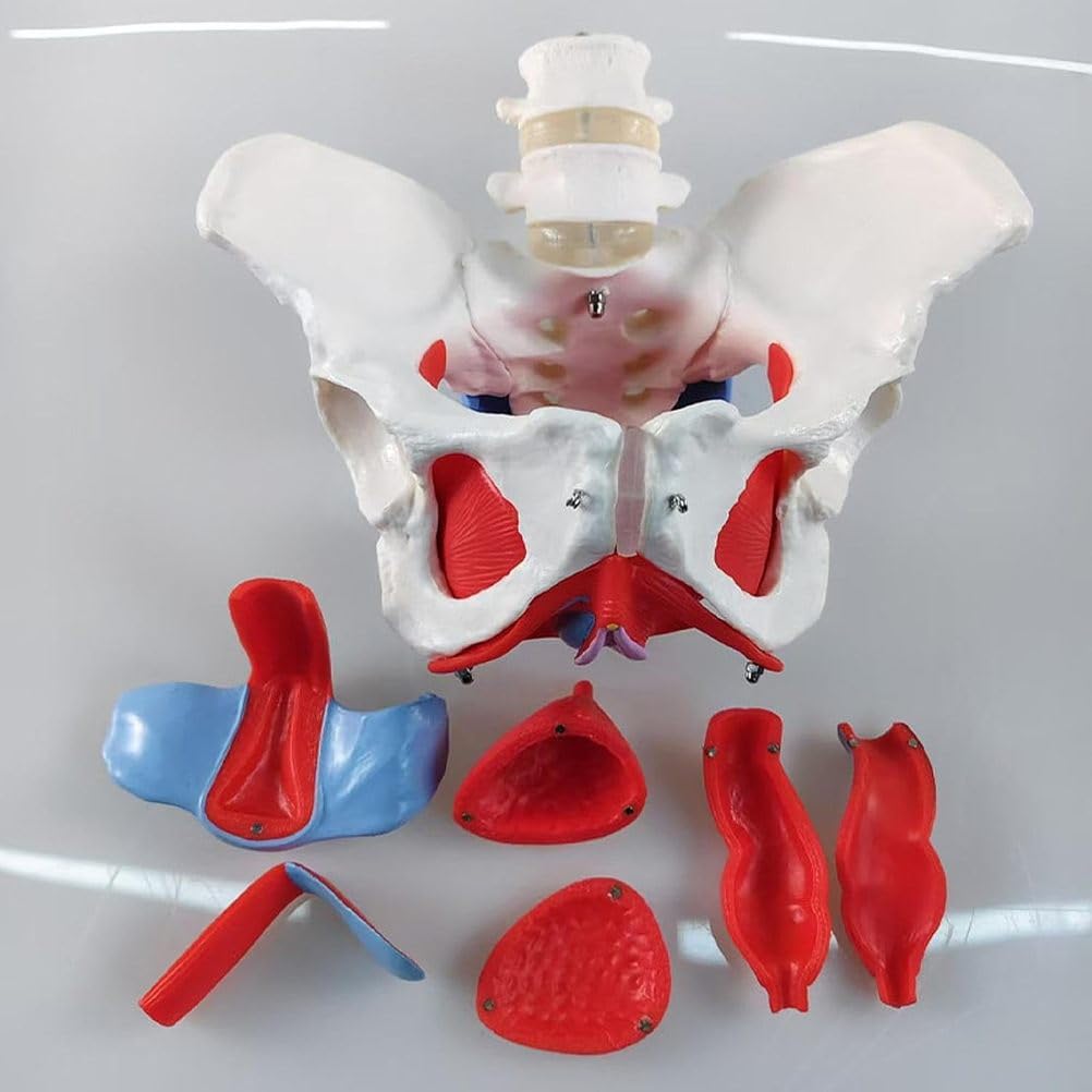 Menschliches Organ Körper Anatomisches Weibliches Becken Modell Gynäkologie Training Arzt Geschenk Schambein und abnehmbare Organe Beckenbodenmuskeln Anatomisches Modell Laborbedarf