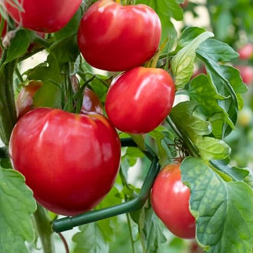 Sementes de Tomate Coração de Boi FELTRIN