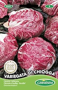 Germisem Radicchio di Chioggia EC2009 Samen