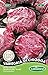 Produktbild Germisem Radicchio DI CHIOGGA, mehrfarbig, EC2009