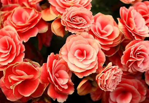 10 Salmon Double Begonia Tuberosa Tuberous Begonia Pink Shade Flower Seeds