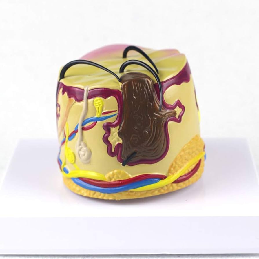 Anatomy Model Skin Acne, 60% OFF | gbu-taganskij.ru