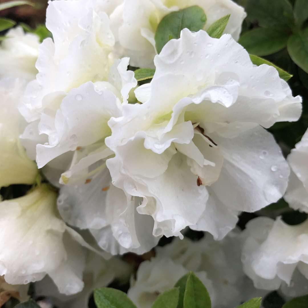 Perfecto Mundo® Double White Azalea - reblooming - Proven Winners - 4" Pot