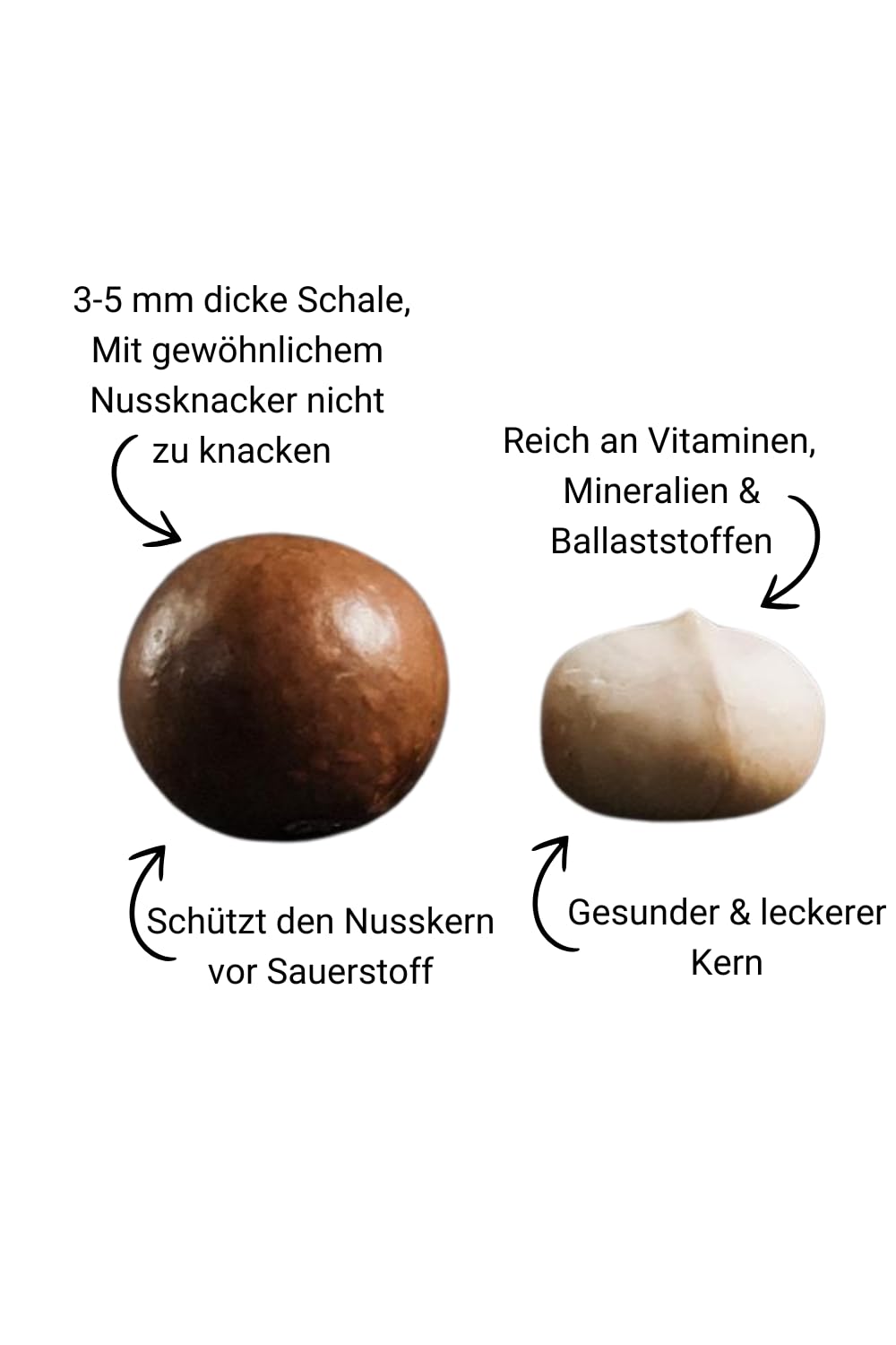 Macadamianuss StarterSet inkl. Nussknacker, Dose und 1,25 kg Macadamianüsse in Schale, nachhaltig und dekorativ, frischer und einzigartiger Geschmack