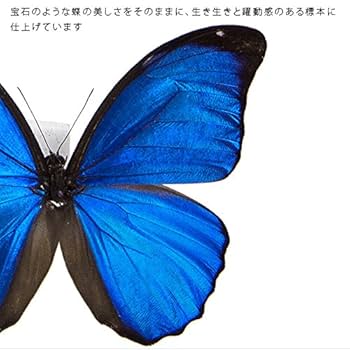 Amazon.co.jp: 蝶の標本 メネラウスモルフォ Morpho meneraus