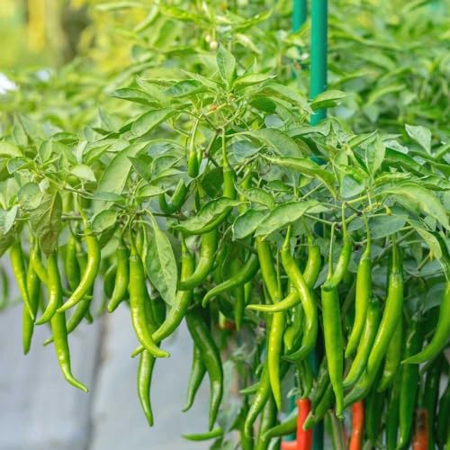 Image of Chilli Seeds inchHybrid inch For Home Gardening and Planting Organic inchChilli Seeds inch for Kitchen Garden, High Germination Rate, By Gromax India (Green Chilly)