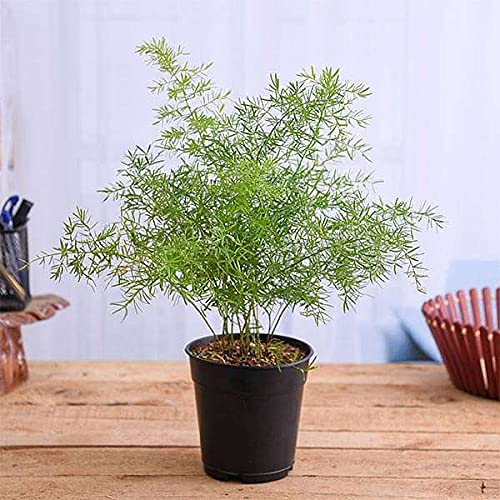 PlantaZee Live Green Healthy Best for Garden Decorative Asparagus Plant with Pot (B09G6Y98Q3) Amazon Price History, Amazon Price Tracker
