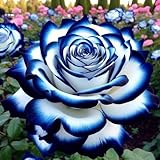 raro rizoma di rosa, resistenti al freddo e alla siccità, facile da coltivare, splendide esposizioni in giardino-1 rizoma-e