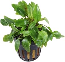 CRYPTOCORYNE WILLISII Aquatic Plant Live and Natural Aquarium Plant for Aquariums Planted in 5cm Pot