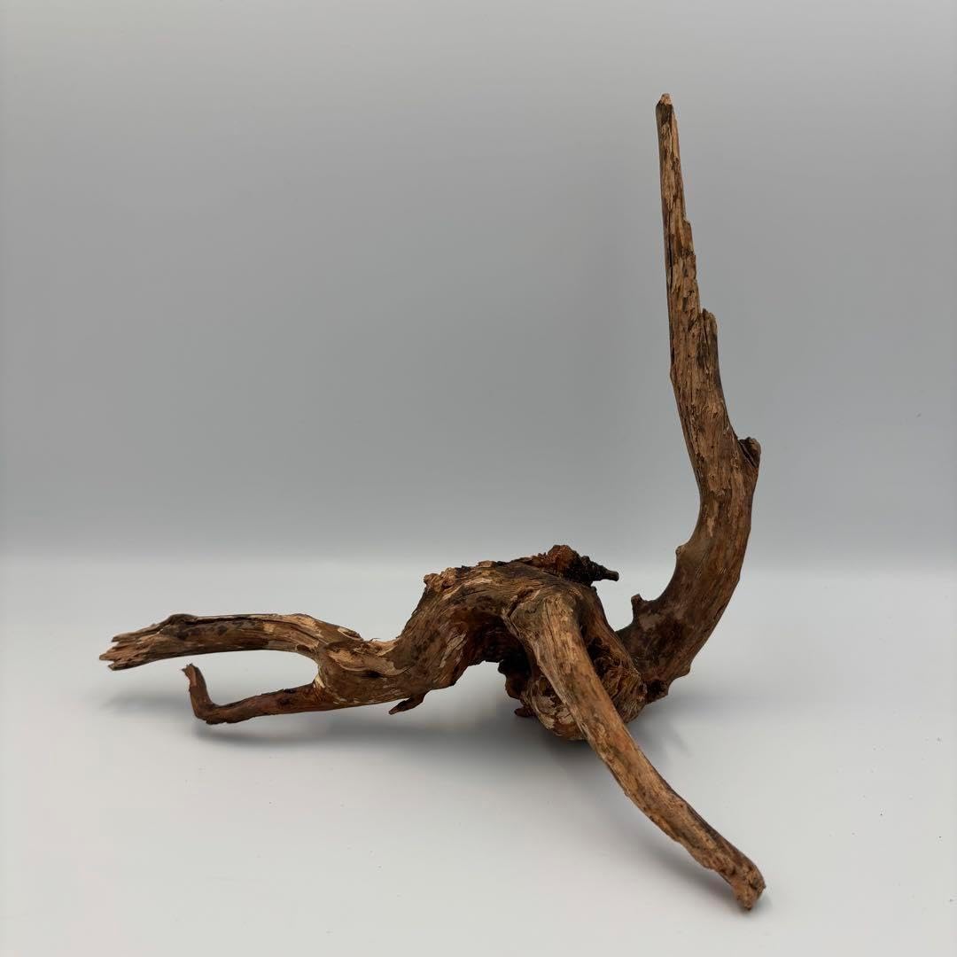 【厳選流木】　ADA社　ブランチウッド4本　2025年カレンダーおまけ付き 厳選流木】 ADA社 ブランチウッド4本 2025年カレンダーおまけ付き