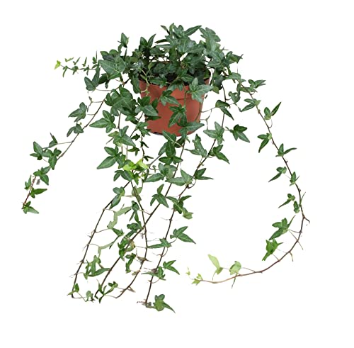 DECOALIVE | Hiedra de Interior | Planta Natural Purificadora del Aire | Planta Tapizante