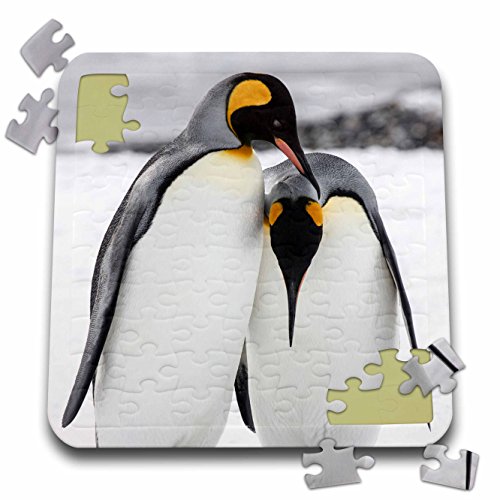 3dRose South Georgia Island, Salisbury, Plain, King Penguins - Puzzle, 10 by 10-inch (pzl_276678_2)