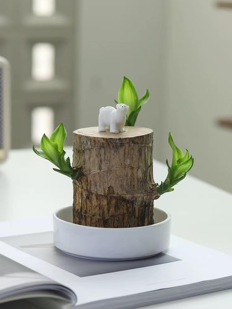 Lucky Brizel Wood Plant (Pack of 1) (POT INCLUDED) (B0DGTB74NY) Amazon Price History, Amazon Price Tracker