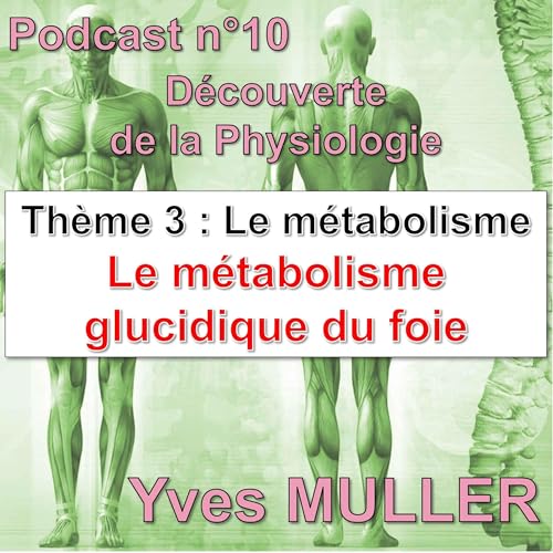 11. Le métabolisme glucidique du foie