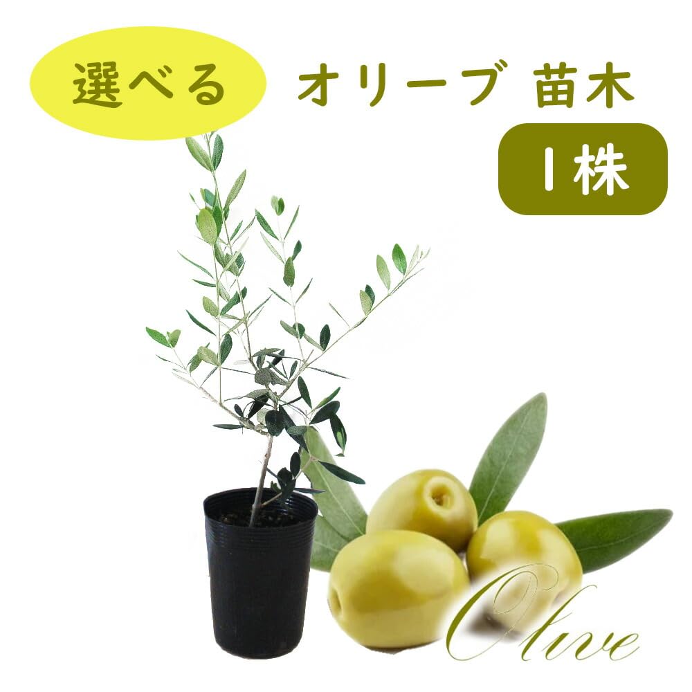 か*ず様 オリーブ Amazon.co.jp: アマゾンオリーブ (ムラサキフトモモ) 6号 (直径