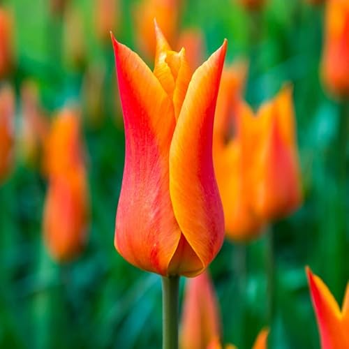 15 Orange Lily Tulip Bulbs for Fall Planting Indoor, 15 ...