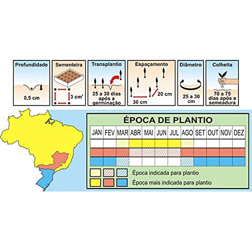 Sementes de Alface Lisa Baba de Verão Pcte C/ 100 Gramas