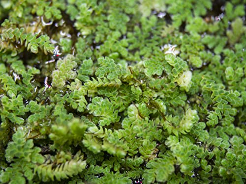 Aquatic Arts Mosquito Fern Aka Fairy Moss 20-30 Plants (2 Tbsp. Portion), Azolla Caroliniana, Live Aquarium Plants, Koi Pond Plants Live, Pond Plants That Keep Mosquitoes Away, Live Floating Plant #TOP2