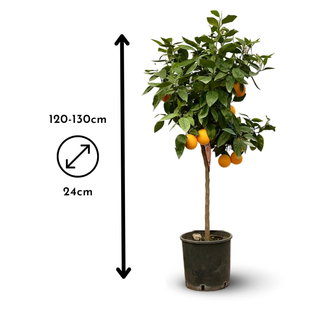 Attitude Jardin - Oranger - śródziemnomorskie owoce cytrusowe - drzewo owocowe - 120-130 cm - ◕ 24 cm
