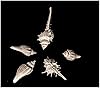 Amazon.com: Super Z Outlet Sea Shells Mixed Beach Seashells - Various ...