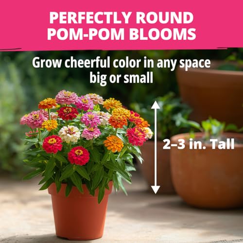 Image of HOME GROWN Thumbelina Zinnia Seeds (1g) - 500 Dwarf Zinnia for Planting 2026, Spring Flower Seeds to Plant Outside, Easy Summer Garden Bloom for Containers & Borders (Zinnia elegans)