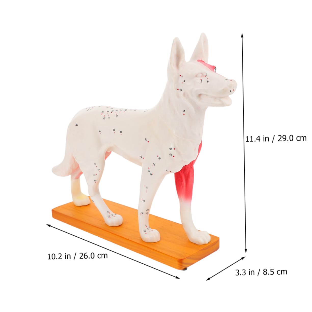 Modello di Agopuntura Canino in Pvc per Insegnamento Anatomia Veterinaria, Strumento Didattico per Studenti e Insegnanti di Medicina Cinese