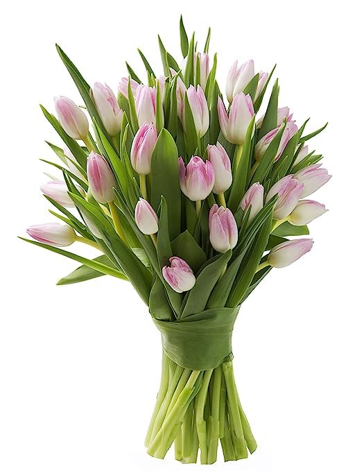 Image of KaBloom PRIME OVERNIGHT DELIVERY - WEDDING COLLECTION - PREMIUM 30 Pink Tulips - Wholesale Fresh Flowers I Gift for Birthday, Anniversary, Thank You, Mother's Day Fresh Flowers.