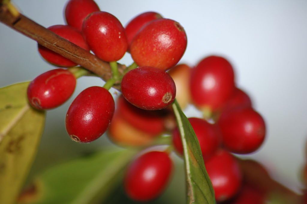 Geisha Panama Esmeralda GrainPro Unroasted Green Coffee Beans (5 LB)