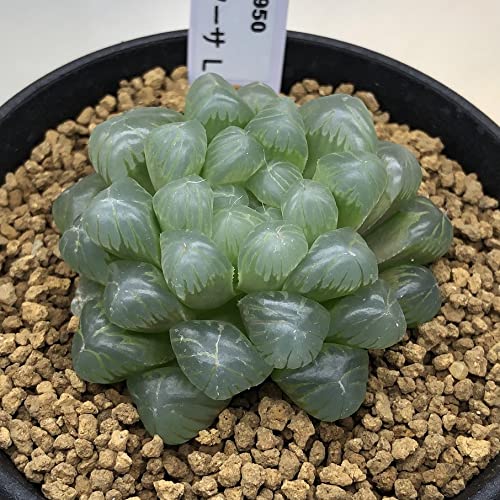 Amazon｜多肉植物：ハオルチア オブツーサ*L｜観葉植物