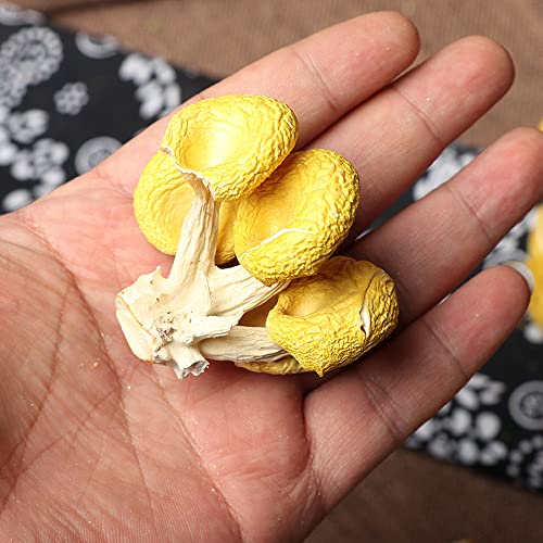Chanterelles Dried Chanterelle Mushrooms Ji You Jun Wild Yellow Harvest Cantharellus Mushroom Jiyoujun (16 Oz) #TOP1