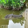 LIUZHIPENG Teich schwimmender Alligatorkopf Lockvogel Realistischer