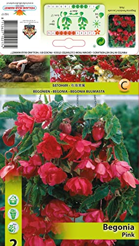 Begonienzwiebeln : Begonia - Begonie  cascade pendula Pink  1 Blumenzwiebel/Knolle