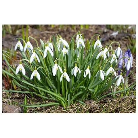 Oliwier's Bulbs 20x Single Snowdrop Galanthus Woronowii Early Spring Flowering Autumn Planting Bulbs Garden Perennial Plants White Flowers Cover