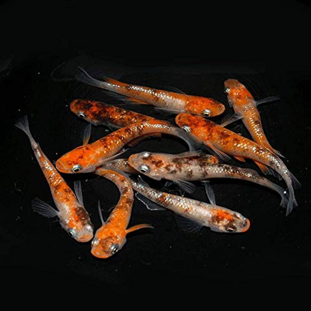 medaka ⚠️プロフ必読 8/3 Komachi Medaka - YouTube