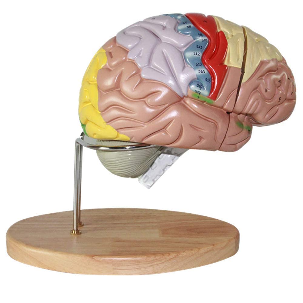 Modello di Cervello Umano con regioni Colorate ed etichettate, Modello anatomico del Cervello Umano, Modello di Struttura di partizione della Funzione cerebrale Dipinta