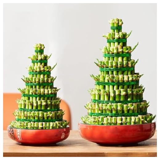 glücksbambus - lucky bamboo - exotische zimmerpflanzen bambus, deko für vase wohnzimmer gartenpflanzen winterhart mehrjährig exotische 30samen