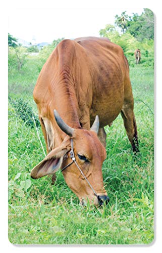 Image of ZiGYASAW Wild Animals Flash Cards for Kids Early Learning I 20 Real Image Flash Cards for Babies 3 Months to 6 Years I Easy & Fun Way of Learning | Brain Development Study Material For Preschoolers