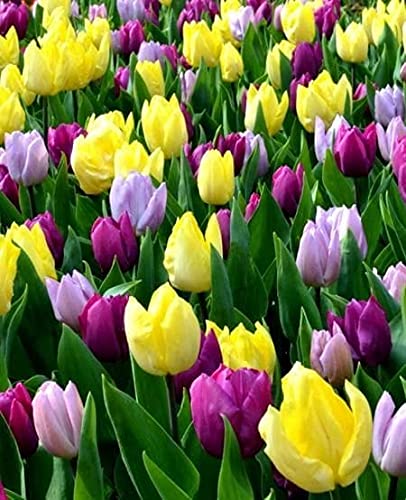 Radha Krishna Agriculture Imported Veriety Mix Colour Tulips (Tulipa) Flower Bulbs For planting Home Gardening Pack of 3 flower bulbs (B097NZ3XG3) Amazon Price History, Amazon Price Tracker