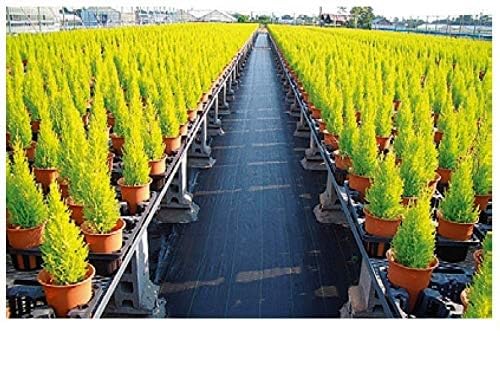 Amazon | 小泉製麻株式会社 農業用防草シート ルンルンシート 黒×黒 幅