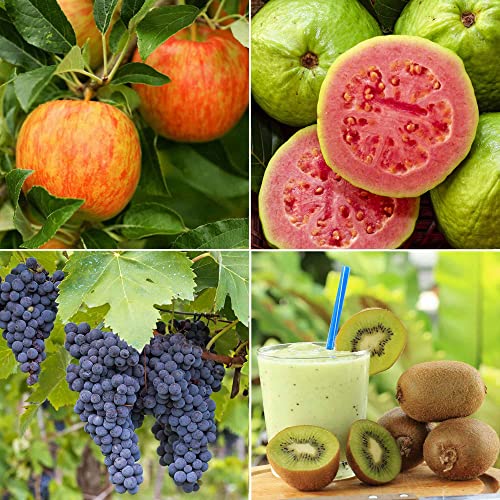 4 Types Fruit Seeds For Planting,Apple,Grape,Kiwi And Guava Heirloom, Non-Gmo, High Germination Rate, Made In Usa, Organic, Easy To Grow, For Home Indoor Kitchen Outdoors Garden #TOP1