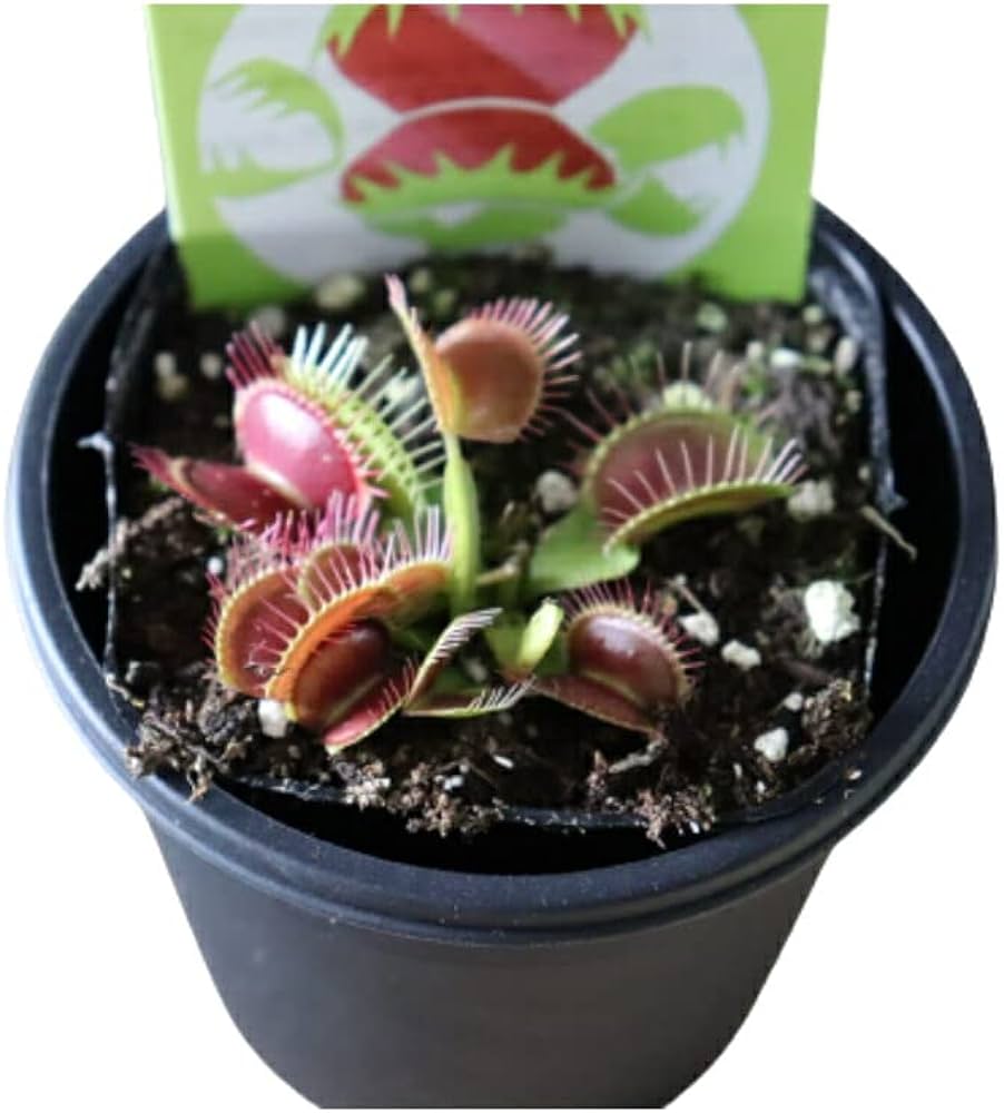 Amazon｜PURIZA 食虫植物 4号 (1ポット, ハエトリソウ)｜観葉植物