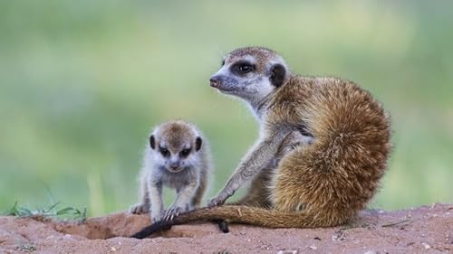 A Mob Of Meerkats