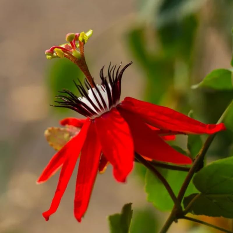 Pack 2 Passion Flower Plants Live, Passiflora Vine Well-Rooted, 5-7 Inch Tall Climbing Vine for Garden Trellises and Fences, No Pot (Red Passion Flower)