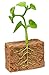 Safari Ltd. Life Cycle of a Green Bean Plant - Educational Toy Figurines - Miniature Plant Lifecycle Collection for Boys, Girls & Kids Age 4+
