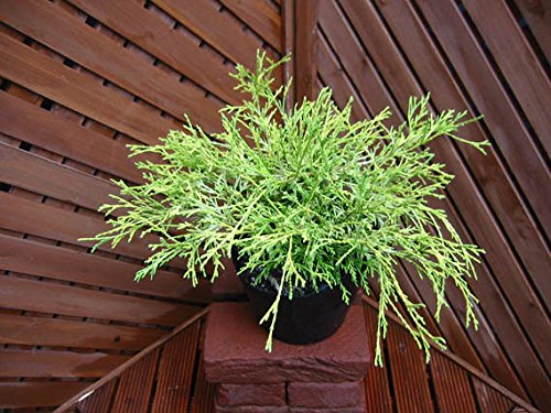 Amazon | ゴールデンモップ ～風でそよそよ夏も涼しげ♪～ | 植木