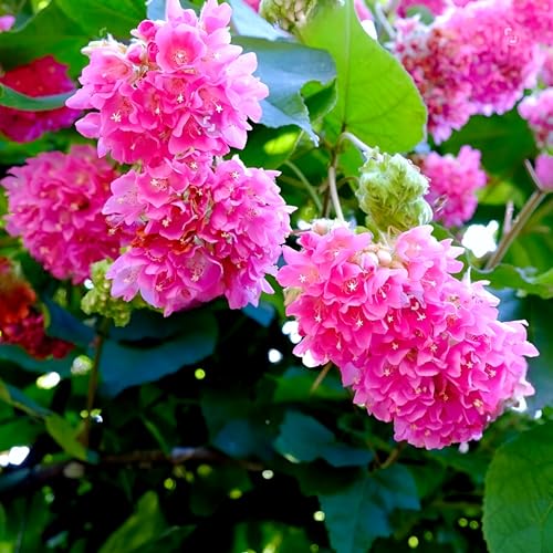 Bublix Pink Dombeya Flower Live Plant (Strawberry Snowball) | Organic Flowering Shrub Plant for Outdoor Spaces | Stunning Pink Blooms with Rich Fragrance | Ideal for Home Garden Lovers and Decorators