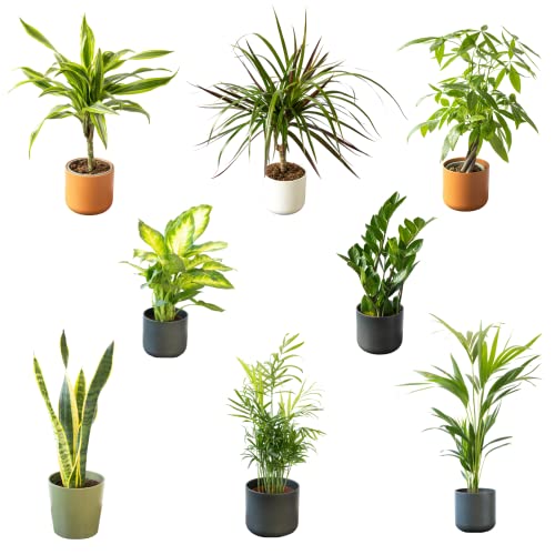 SMPLY. - Pack Plantas Nueva Casa - 8 Plantas naturales de Interior - Ideal para Decoración en Casa u Oficina - Embalaje Protector (Maceta de Cerámica no Incluida)