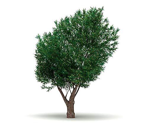 thuja occidentalis white cedar White Cedar- Thuja occidentalis  Hammarlund Nursery