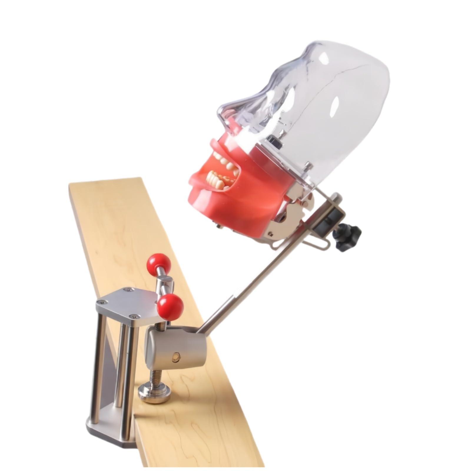 Tête de mannequin pour simulateur dentaire - Tête fantôme - Typodont Dentaire - Modèle d'entraînement fixe sur table de bureau pour la pratique éducative des écoles dentaires